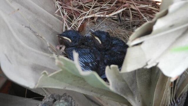Red vented bubul bird chicks in nest.