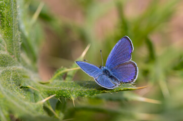 little blue butterfly on plant, Pontic Blue, Polyommatus coelestinus