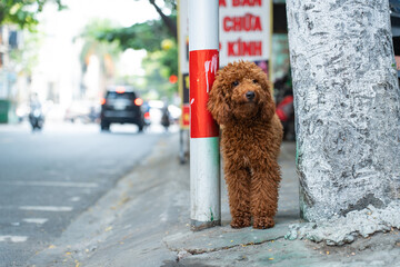 ベトナムのダナンで出会った犬・プードル