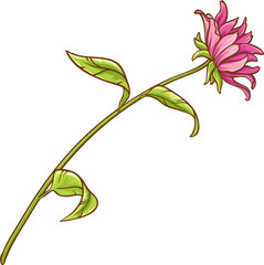 Echinacea Purpurea Plant with Flower Leaves Colored Detailed Illustration