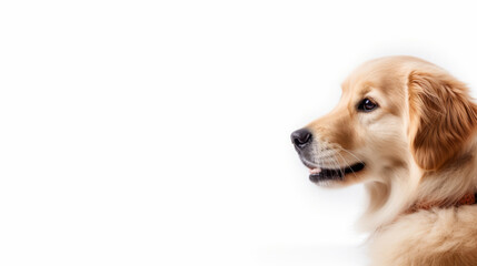 a golden retriever in profile against a white background