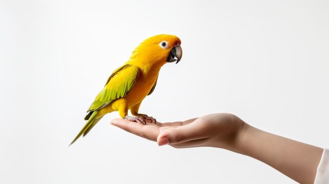 yellow parrot with green wings perched on a hand white background