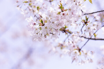 桜の花