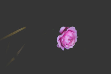Rosa damascena has been shown that Rosa damascena can prolong sleep duration due to pentobarbital...