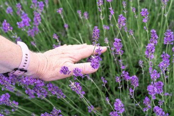 Hand of a senior woman picking lavender flowers in a lavender field
