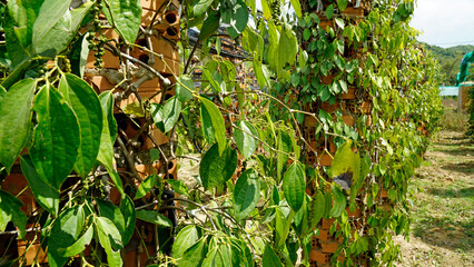 pepper plant near kampot in cambodia