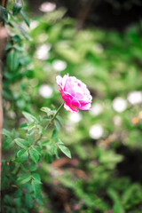 appearing mainly in the Middle Eastern countries of Syria, Türkiye and some regions of France and England. The Rosa damascena tree grows in a bush, about 2 meters high with a stem with many sharp 