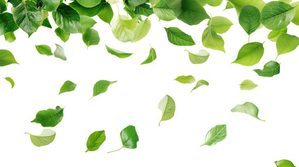 Sprinkle Leaves isolated on a transparent background