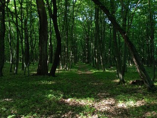 A picturesque landscape in the forest with a straight dirt road leading deep into the forest...