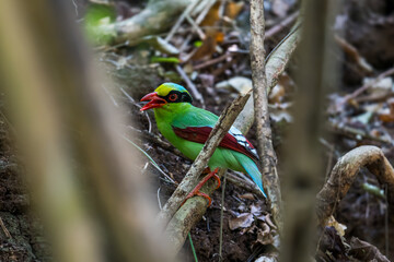 Black eye stripe, mouth, skin around the eye, shin and bright red feet, green body hair, red-brown wings, wing tip feathers, middle hairs, inner and outer wings, black and white Twin tail feathers	