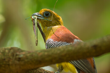 Orange-breasted Trogon Gray breast, lighter belly than males. Brown and black striped wings. Phetchaburi, Thailand.