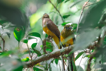 Orange-breasted Trogon Gray breast, lighter belly than males. Brown and black striped wings....