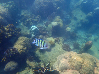 coral reef with fish at koh samet