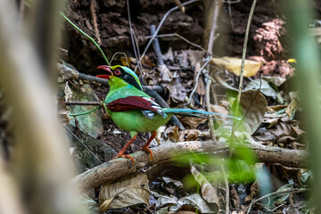 Black eye stripe, mouth, skin around the eye, shin and bright red feet, green body hair, red-brown wings, wing tip feathers, middle hairs, inner and outer wings, black and white Twin tail feathers	