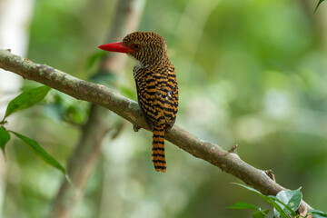Banded Kingfisher The head, back, and tail have alternating brown stripes. The body below is white. The chest and sides of the body have a black scale pattern.