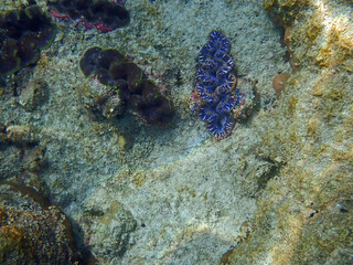 colorful coral reef at koh samt island
