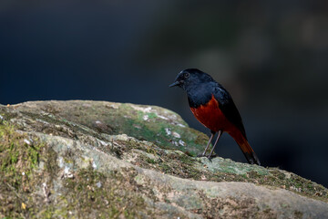 White-capped Water Redstart The head to the nape of the neck is white, contrasting with the black head, chest, back, wings, and tip of the tail. The rest are dark red and the tail wags. 