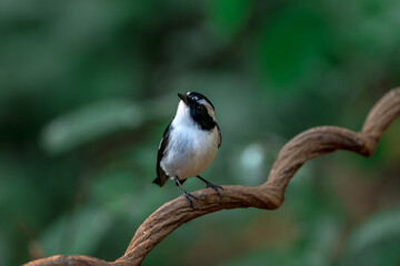 Little Pied Flycatcher The head, upper body, and tail are black. The eyebrows are long. The wing...
