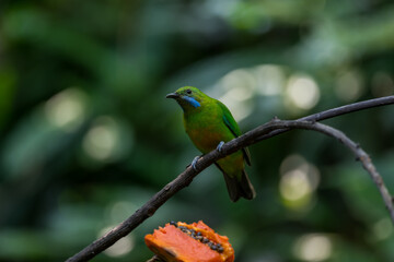Orange-bellied Leafbird The head, upper body, neck, chest, wings and tail are green, the lower chest, belly and underside are yellow-orange.