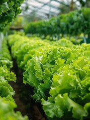 Organic hydroponic farm produces fresh, green lettuce for salads with ample copy space.