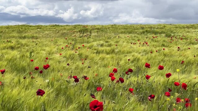 Un campo con espigas y amapolas en movimiento por el viento
