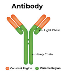 Antibody Science Vector Design Illustration