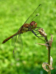 Dragonfly standing on top of a plant