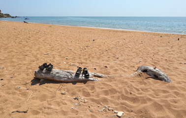 Driftwood on a sandy beach and calm sea
