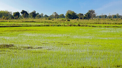scenic view over rice field in cambodia