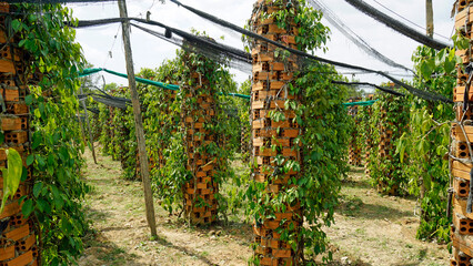 pepper plant near kampot in cambodia