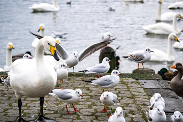 Sea bird life swans seagulls ducks at Tjörnin lake Reykjavík Iceland