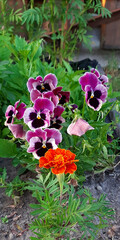 Beautiful viola flowers in the summer garden