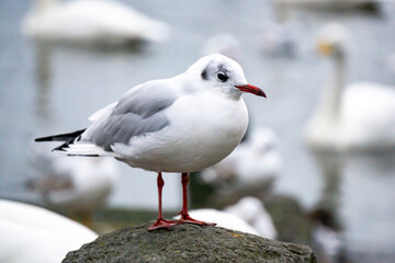 Seagull portrait at Tjörnin lake Reykjavík Iceland