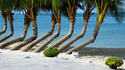 palm trees at the ocean