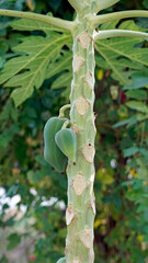 papaya tree on phu quoc