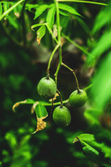 Spondias dulcis can also be used to make fruit juice.Ambarella Fruiting Tree of the species Spondias dulcis, Mombins Tree Fruit of the Genus Spondias , Ambarella