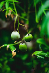Spondias dulcis can also be used to make fruit juice.Ambarella Fruiting Tree of the species Spondias dulcis, Mombins Tree Fruit of the Genus Spondias , Ambarella