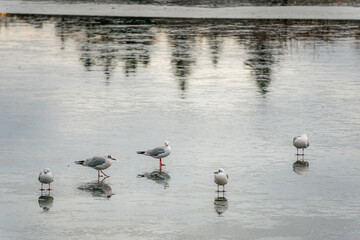 Seagulls walking on a frozen Tjörnin lake Reykjavík Iceland