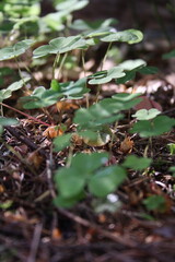 Clowes in a forest
