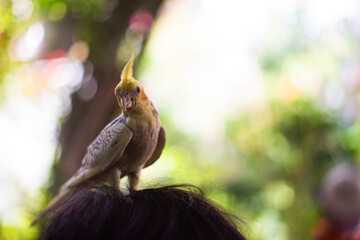 The face and crest of the female  Cockatiel Nymphicus will typically remain mostly grey with a yellowish tint, and a less vibrant orange cheek patch. 