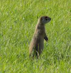  ground squirrel grazing and lurking in the grass