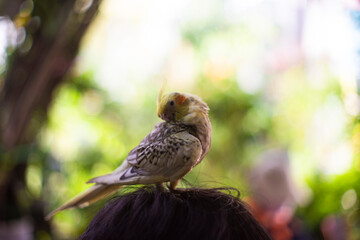 female chicks are easily distinguishable as soon as their feathers come in
Adult  Cockatiel Nymphicus 