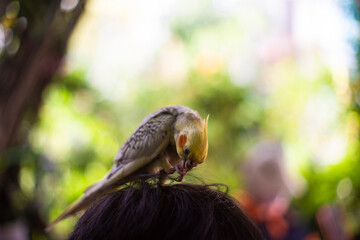 female chicks are easily distinguishable as soon as their feathers come in
Adult  Cockatiel Nymphicus 