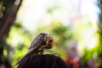  Nymphicus hollandicus a dull orange patch on each of their cheeks. However some modernday...