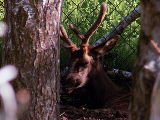 The Altai maral is one of the subspecies of the red deer.It is recognized that the meat, blood, and...