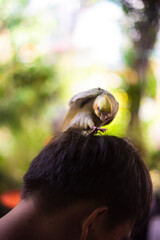  Nymphicus hollandicus a dull orange patch on each of their cheeks. However some modernday...