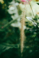 Pennisetum purpureum are optimally utilized, bringing higher efficiency in livestock farming and Pennisetum purpureum reducing food costs for users