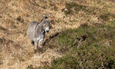 Grey donkey on a hillside looking at camera