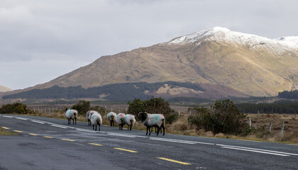 Country Road in Connemara, West of Ireland with snow capped mountains in the background and sheep on the road