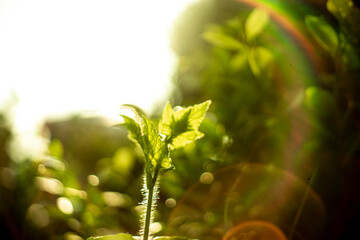  Benincasa hispida  are yellow and grow single.When young,  Benincasa hispida has fluff. Over time,  Benincasa hispida 